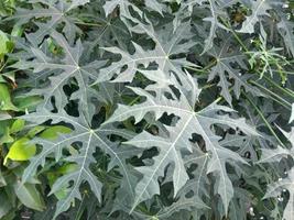 plantas de folhas verdes e grama ao redor das ruas foto