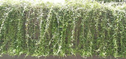 plantas de folhas verdes e grama ao redor das ruas foto