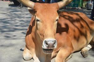 vaca doméstica marrom senta-se no chão da estrada na zona rural. foto