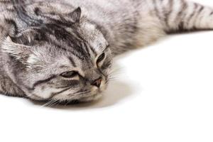 gatinho escocês cansado em um fundo branco. gatinho escocês na recepção de um médico foto