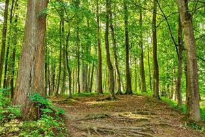 paisagem com bifurcação de estradas rurais na floresta foto