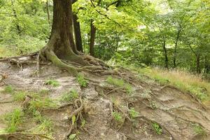 raízes poderosas de uma velha árvore na floresta verde durante o dia foto