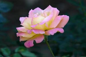 uma rosa selvagem floresce em um parque da cidade no norte de israel. foto