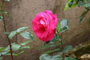 uma rosa selvagem floresce em um parque da cidade no norte de israel. foto