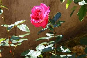 uma rosa selvagem floresce em um parque da cidade no norte de israel. foto