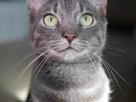 lindo gatinho cinza com olhos verdes e nariz vermelho foto