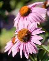 coneflower, echinacea purpurea foto