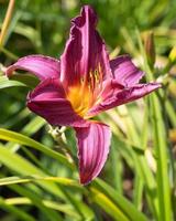 lírio de dia, hemerocallis foto