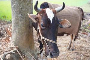 uma vaca coberta com pano de saco. efeito de inverno agudo ou frio em animais de gado. foto