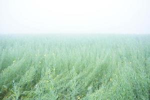 vagens de mostarda verde crescendo no campo agrícola foto