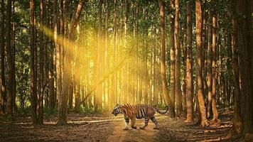 tigre queimando brilhante