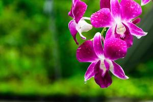 flores de orquídeas frescas roxas no jardim foto