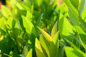 textura de folha verde impressionante abstrata, folhagem de folha tropical fundo verde natureza foto