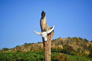 búfalo de crânio animal ou crânio de vaca pendurado no poste de madeira em terra seca foto
