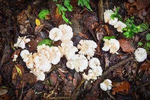 floresta de cogumelo selvagem branco no chão e deixa a natureza marrom foto