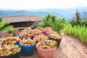 fruta do dragão na cesta - colheita madura na árvore do jardim da fruta do dragão o produto agrícola à venda no mercado na montanha na tailândia asiática, pitaya ou pitahaya foto