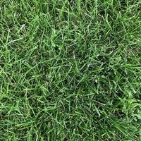 fundo de grama verde de verão vibrante foto
