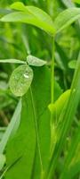 papéis de parede de plantas, papéis de parede de flores foto