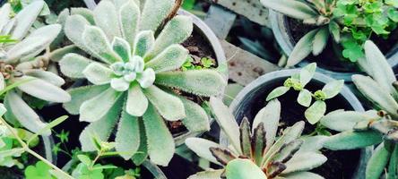 papéis de parede de plantas, papéis de parede de flores foto