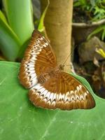 tanaecia pelea é uma espécie de borboleta da família nymphalidae. foto