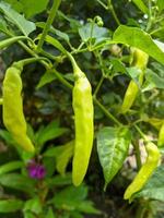 A pimenta caiena é uma fruta e planta pertencente ao gênero capsicum, cujo fruto cresce voltado para cima. a cor do fruto é verde pequeno quando jovem e quando maduro é vermelho escuro foto