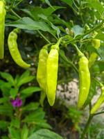 A pimenta caiena é uma fruta e planta pertencente ao gênero capsicum, cujo fruto cresce voltado para cima. a cor do fruto é verde pequeno quando jovem e quando maduro é vermelho escuro foto