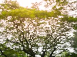 papel de parede de fundo de folhas verdes naturais de imagem borrada foto