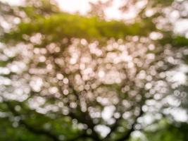 papel de parede de fundo de folhas verdes naturais de imagem borrada foto