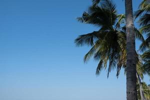 palmeiras contra o céu azul, palmeiras na costa tropical, coqueiro, árvore de verão. fundo com espaço de cópia. foto