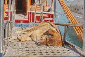 cachorro vermelho dorme na passarela contra o pano de fundo do iate, marina da cidade, foco seletivo no cachorro. foto