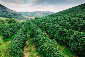 vista de plantas de café arábica em minas gerais, brasil foto