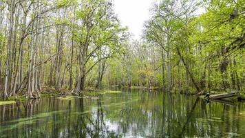 foto do belo rio suwannee e da floresta gêmea do estado de rvers na flórida na primavera durante o dia