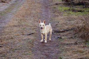 lindo cachorro leve em uma estrada florestal foto