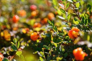 cloudberry cresce na floresta. Carélia do Norte. foto