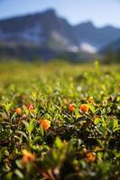 cloudberry cresce na floresta. Carélia do Norte. foto