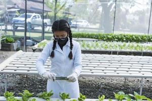 mulher agricultora mãos trabalhando em fazenda de hortaliças orgânicas hidropônicas proprietária de uma horta hidropônica inspeção de qualidade de hortaliças em plantações com efeito de estufa pequena identificação de empresa de produção de alimentos foto