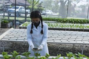 mulher agricultora mãos trabalhando em fazenda de hortaliças orgânicas hidropônicas proprietária de uma horta hidropônica inspeção de qualidade de hortaliças em plantações com efeito de estufa pequena identificação de empresa de produção de alimentos foto