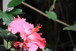 flor de hibisco hibiscus rosa-sinensis l é um arbusto da família malvaceae originário do leste da Ásia e amplamente cultivado como planta ornamental em regiões tropicais e subtropicais. foto