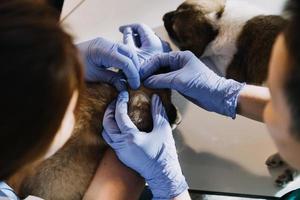 verificando a respiração. veterinário masculino em uniforme de trabalho, ouvindo a respiração de um cachorro pequeno com um estetoscópio na clínica veterinária. conceito de cuidados com animais de estimação foto