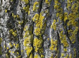 textura de madeira. fragmento de tronco de árvore com casca foto