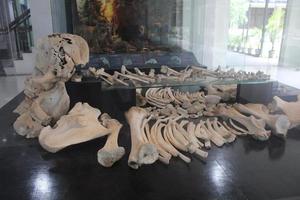 imagem de velhos ossos de elefante em museus, ossos de elefante foto