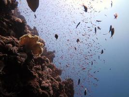 peixes do mar vermelho e recifes de corais foto