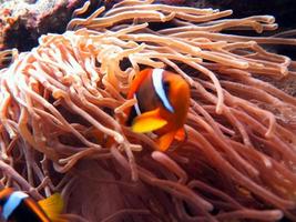 peixe-palhaço colorido do mar vermelho foto
