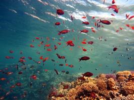 peixes do mar vermelho e recifes de corais foto