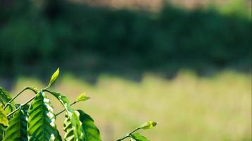 visão aproximada das folhas verdes do topo da árvore de café com desfoque de fundo foto