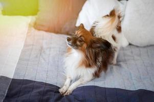 encantador cão papillon deitado na cama dos proprietários foto