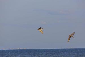 observação de pássaros pelicanos voadores em busca de peixes na costa do golfo do méxico, na flórida, na primavera foto