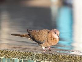 feche a foto de uma bela pomba colorida sentada na borda da piscina