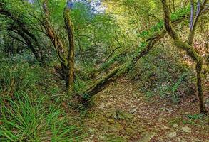 fotos de uma caminhada pela densa floresta verde ao longo de um leito de rio seco no parque natural skarline em istria