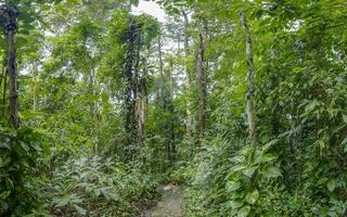 imagem do caminho atravessando a floresta tropical na tailândia durante o dia foto